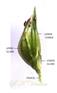  Spikelet